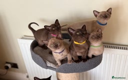Burmese cats for sale: Stunning Beautiful Burnese  - Advert 11
