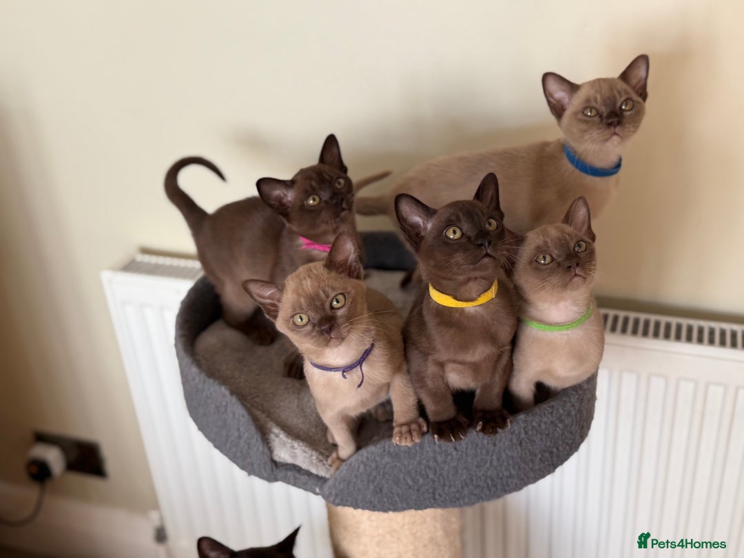 Burmese cats for sale: Stunning Beautiful Burnese  - Advert 11