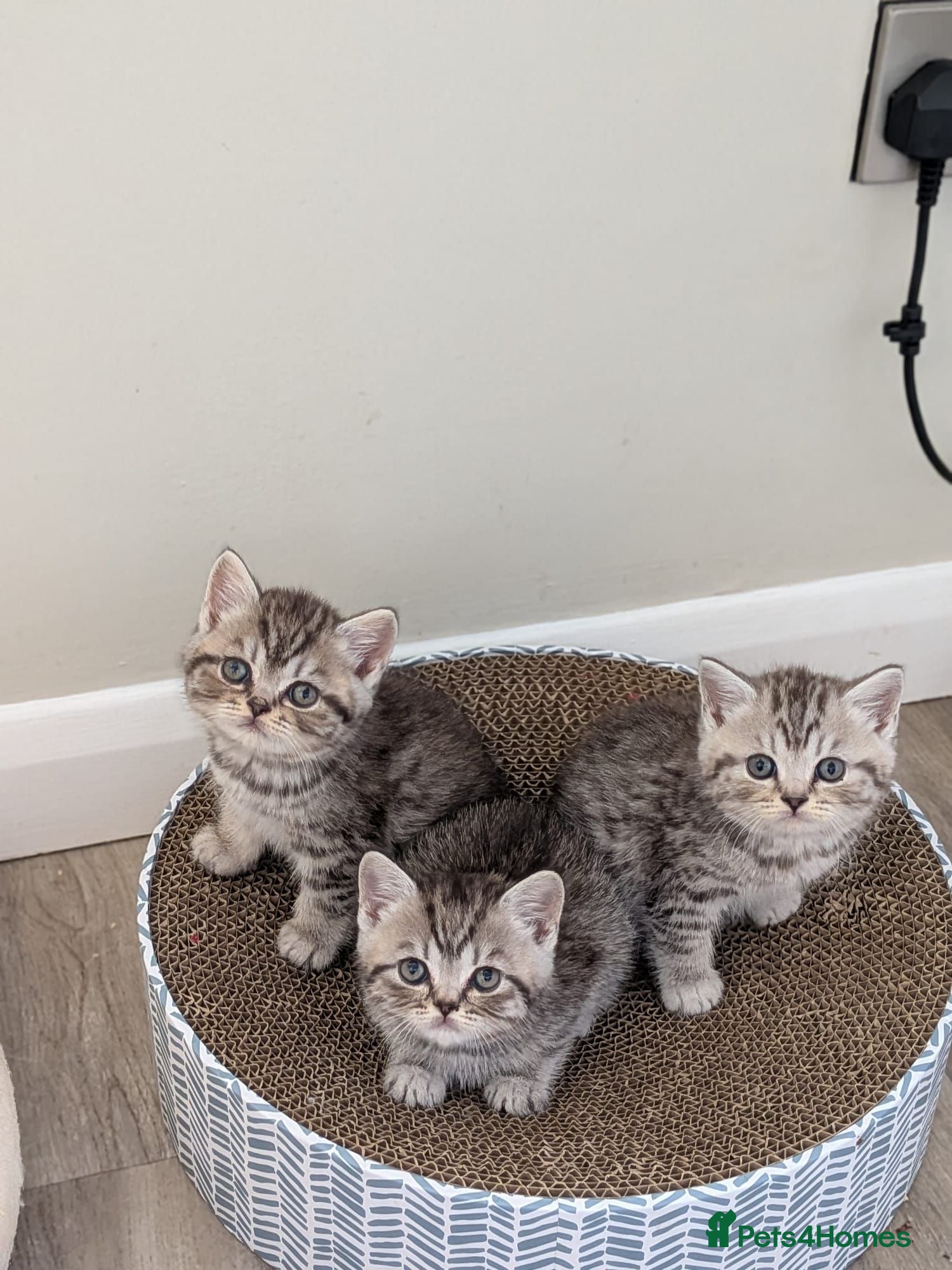 British Shorthair cats British Shorthair kittens - Advert 1