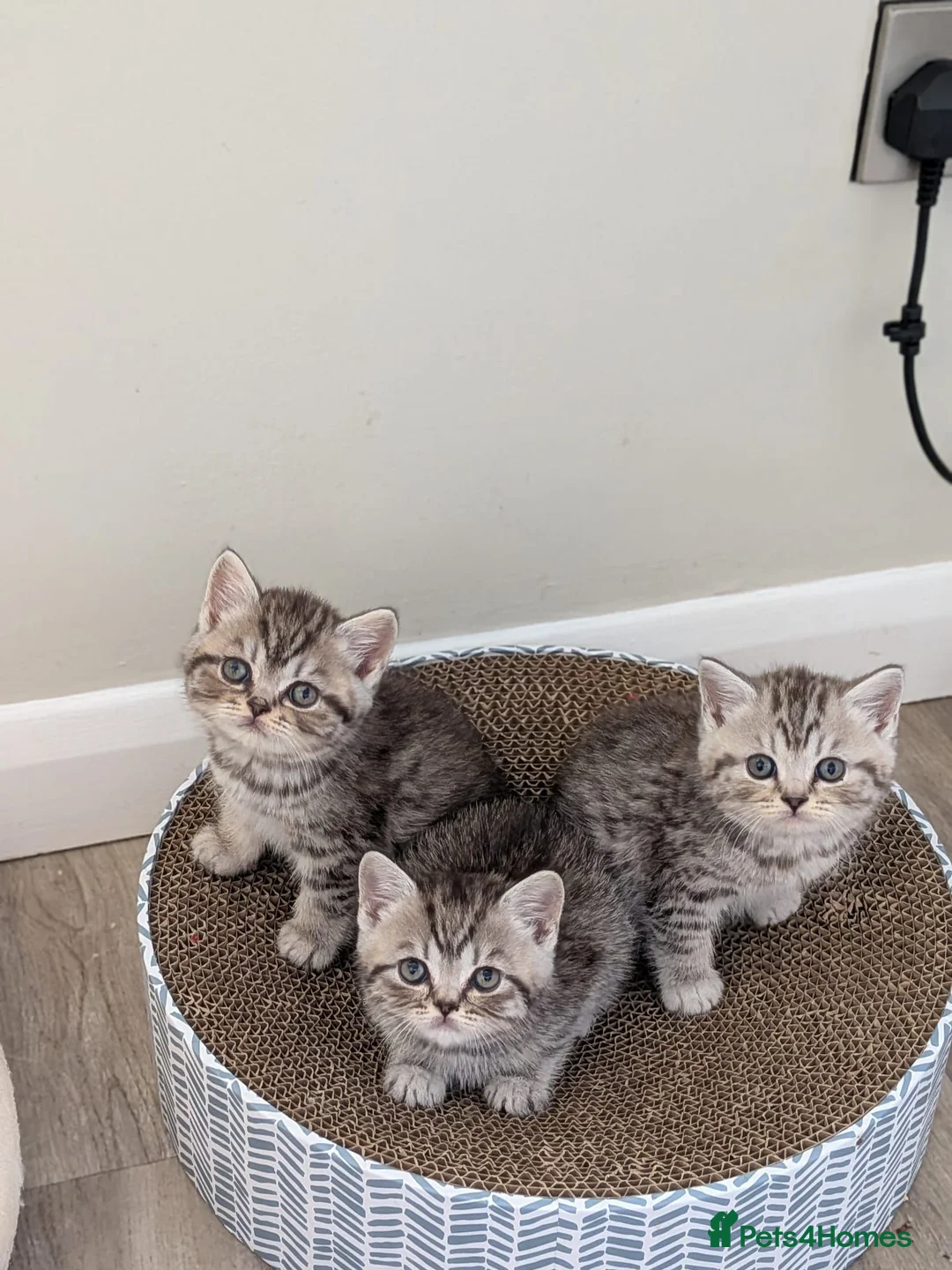 British Shorthair cats for sale: British Shorthair kittens in Derby - Advert 1