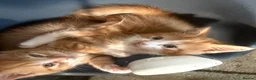 Mixed Breed cats for sale: 2 beautiful female kittens for sale  - Advert 5