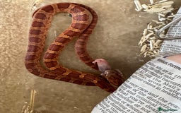 Corn Snake reptiles for sale: Baby corn snakes for rehoming in Witham - Image 8