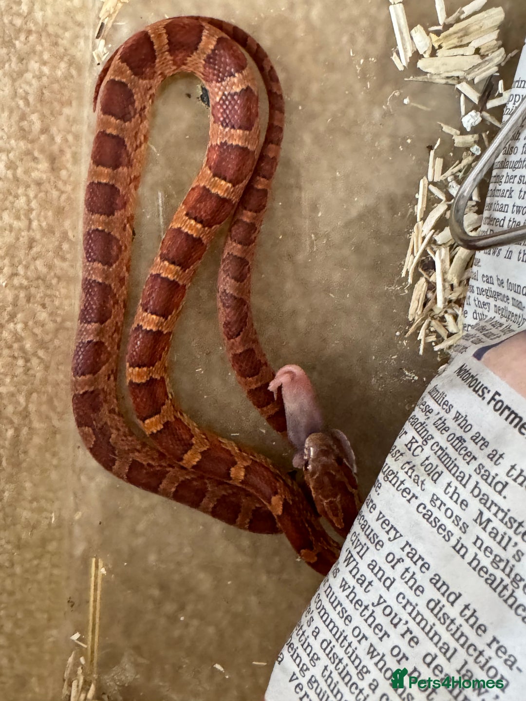 Corn Snake reptiles for sale: Baby corn snakes for rehoming in Witham - Image 8