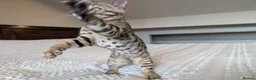 Bengal cats for sale: 🤎🖤 Gorgeous Bengal Girl 🖤🤎 - Advert 18