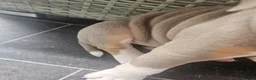 Olde English Bulldogge dogs for sale: Olde english bulldog - Advert 17
