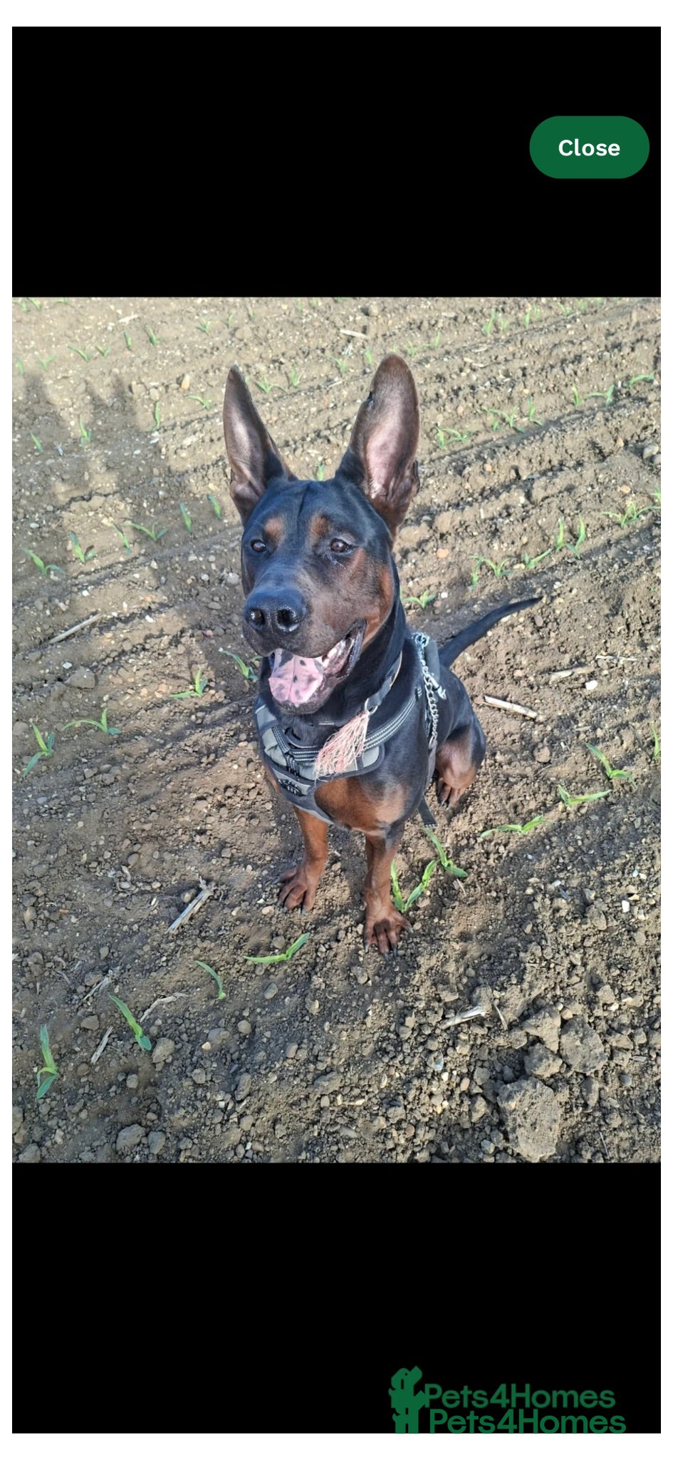 Chinese Red Dog dogs Big Handsome Boy for sale - TYSON 💔 - Advert 5