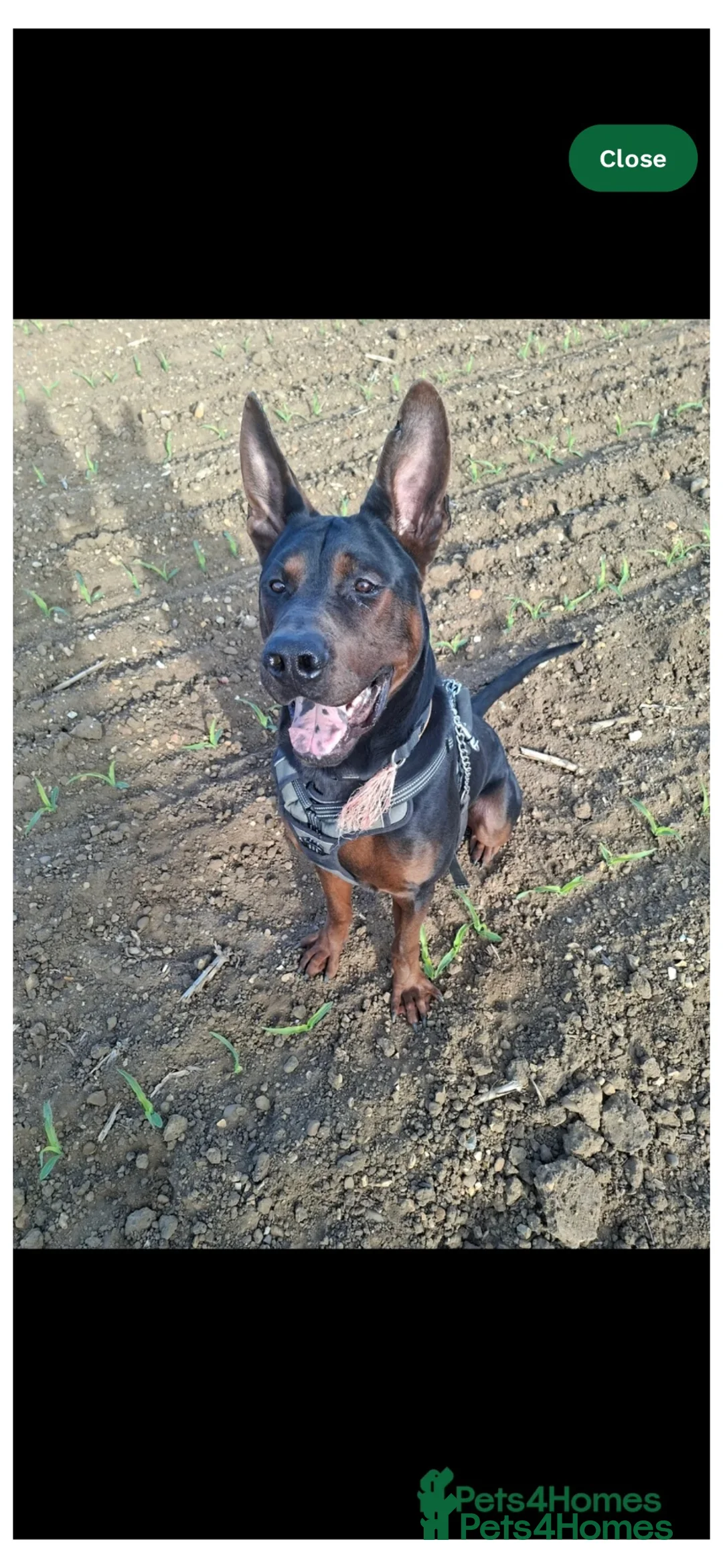 Chinese Red Dog dogs for sale: Big Handsome Boy for sale - TYSON 💔 - Advert 1