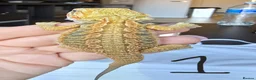 Bearded Dragon reptiles for sale: Baby Beirded Dragons - Advert 3