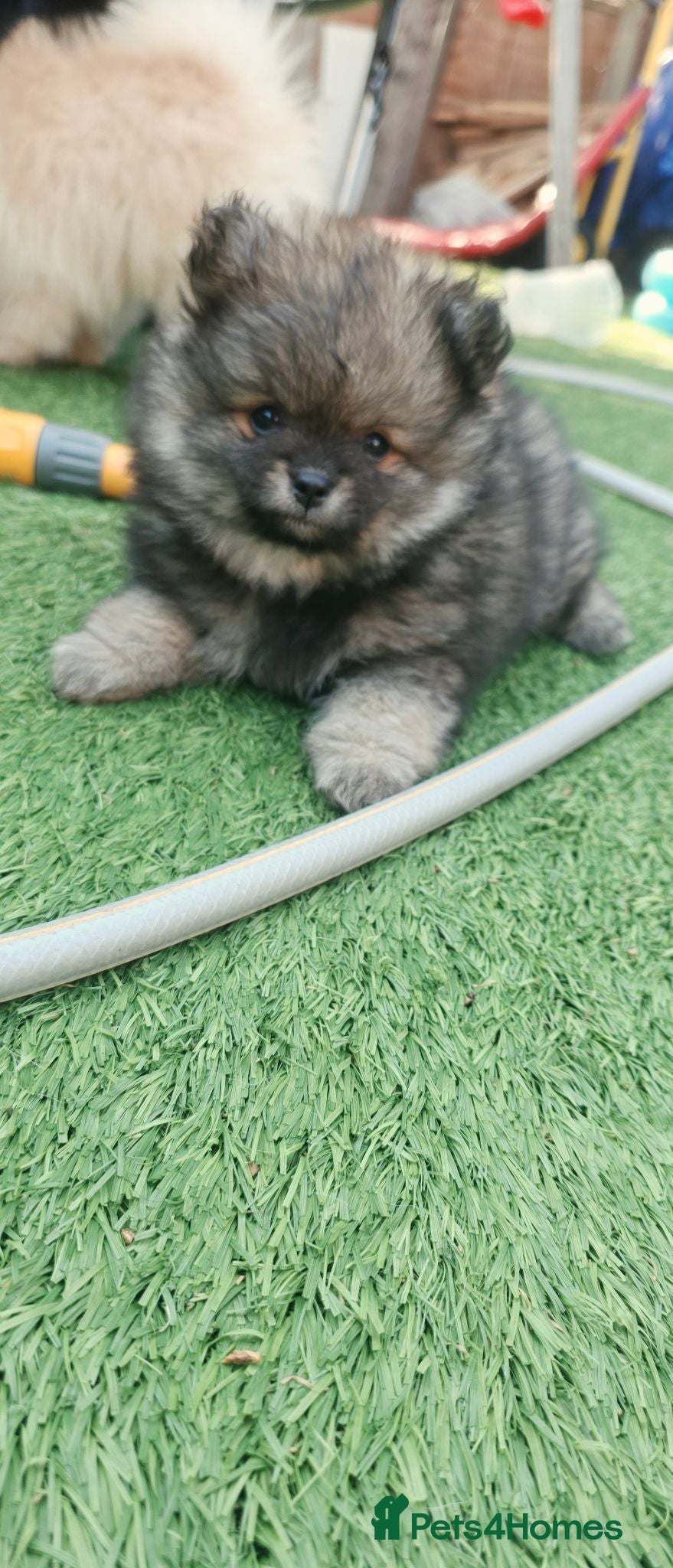 Pomeranian dogs LAST POMERANIAN BEAR LEFT! - Advert 17