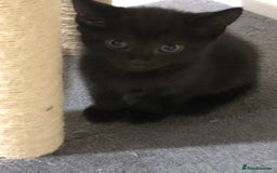 Mixed Breed cats for sale: 6 beautiful kittens - Image 7