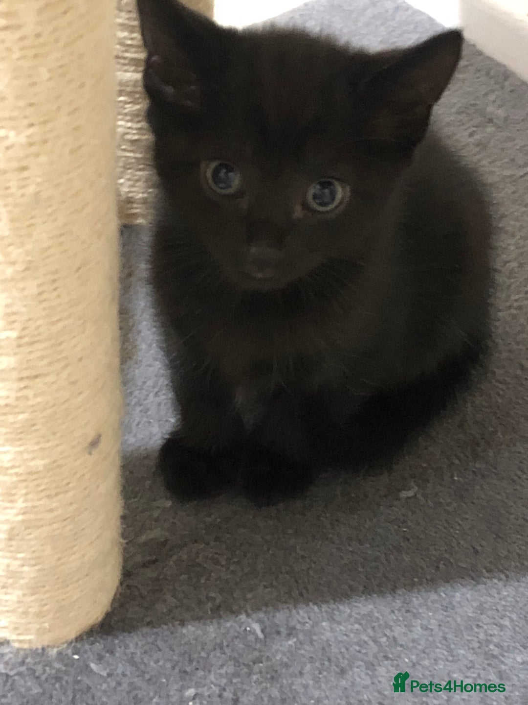 Mixed Breed cats for sale: 6 beautiful kittens - Image 7