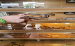 Corn Snake reptiles for sale: 2 corn snakes and vivaruims, complete set up. - Image 9
