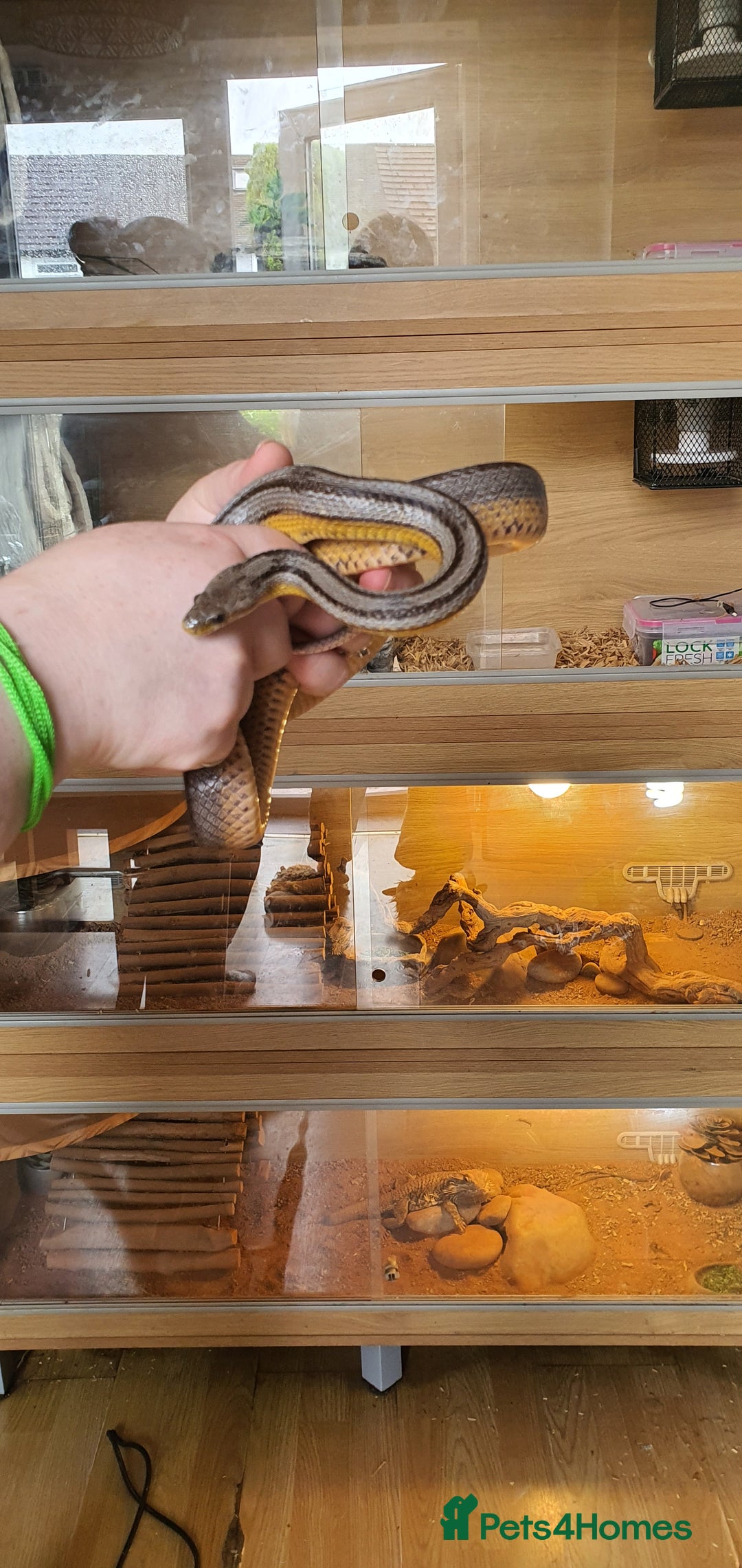 Corn Snake reptiles for sale: 2 corn snakes and vivaruims, complete set up. - Image 9