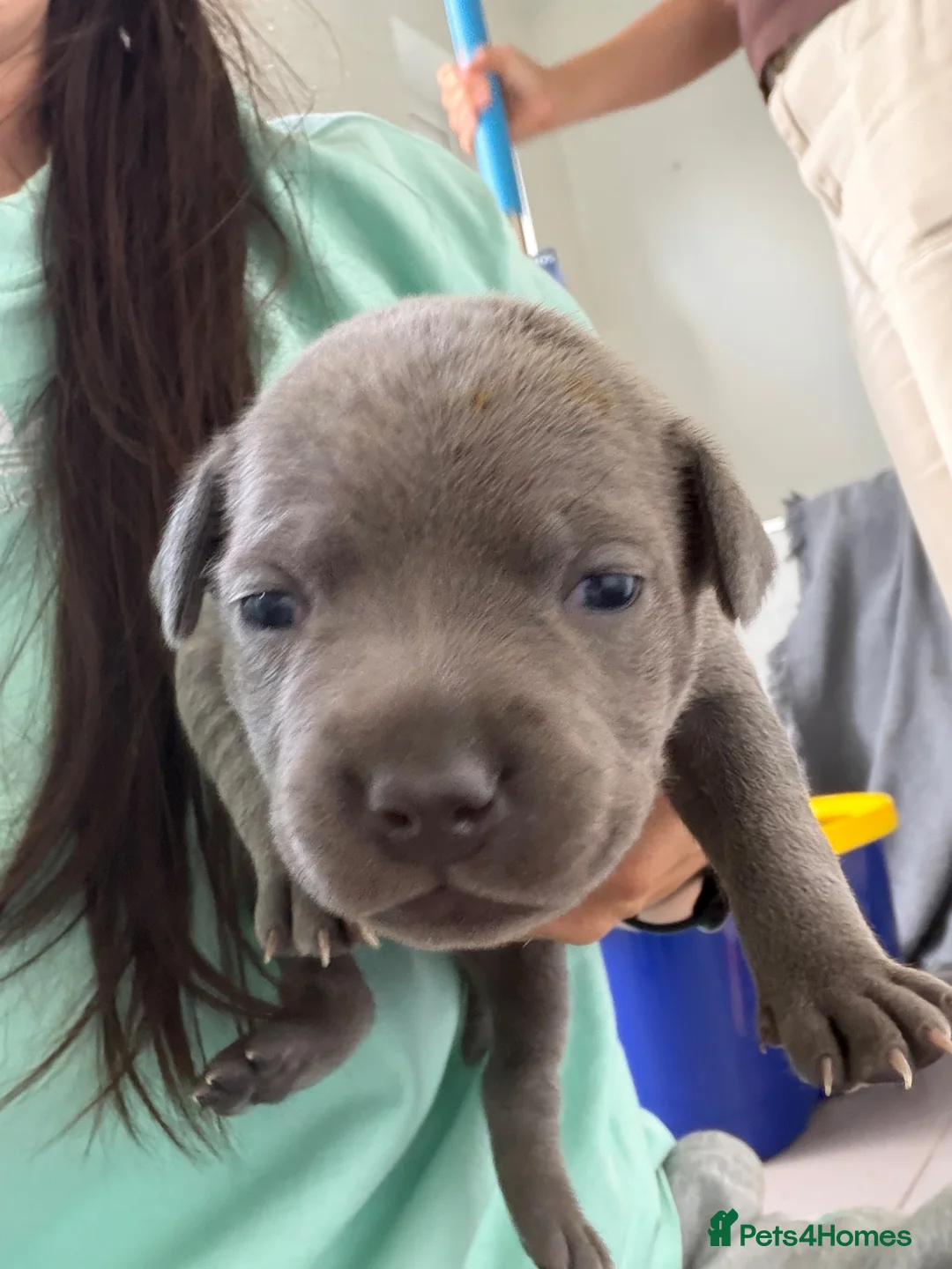 Staffordshire Bull Terrier dogs for sale: Blue Staffordshire bull terrier’s  - Advert 15