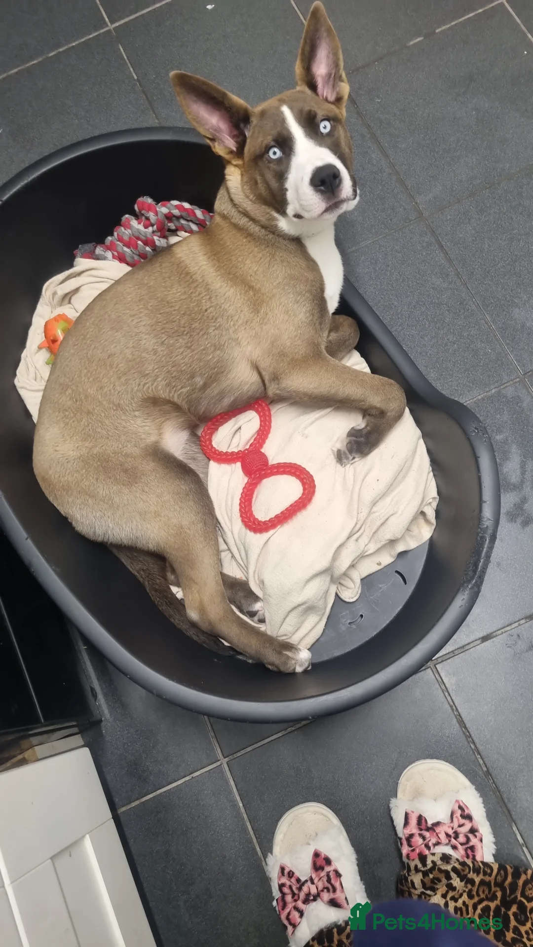 Mixed Breed dogs for sale: Panda in Wolverhampton - Advert 1