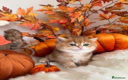 British Shorthair cats for sale: Golden British Shorthair  - Image 30