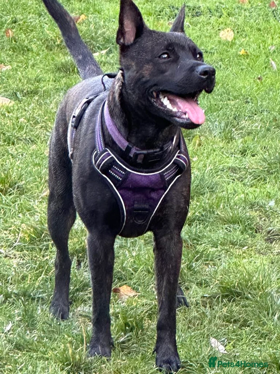 Mixed Breed dogs for sale: Meet Your New Best Friend! - Advert 7