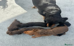Cocker Spaniel dogs for sale: KC Reg Health Tested Working Cocker Spaniels - Image 25