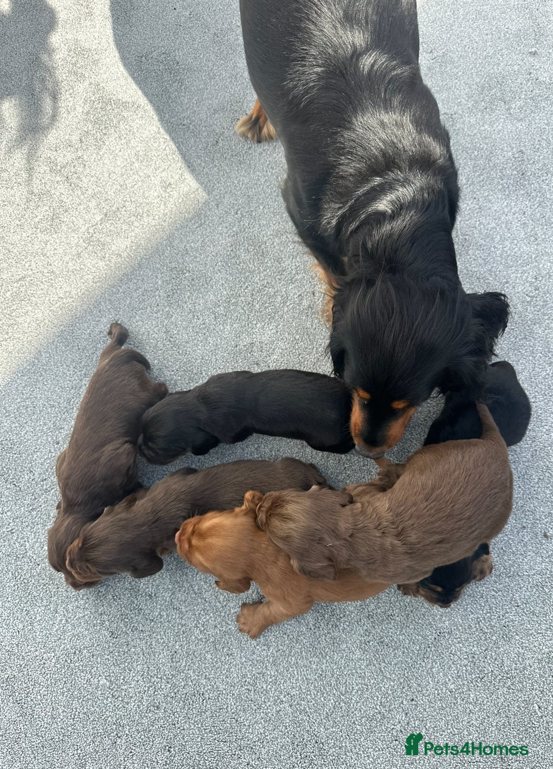 Cocker Spaniel dogs for sale: KC Reg Health Tested Working Cocker Spaniels - Image 25
