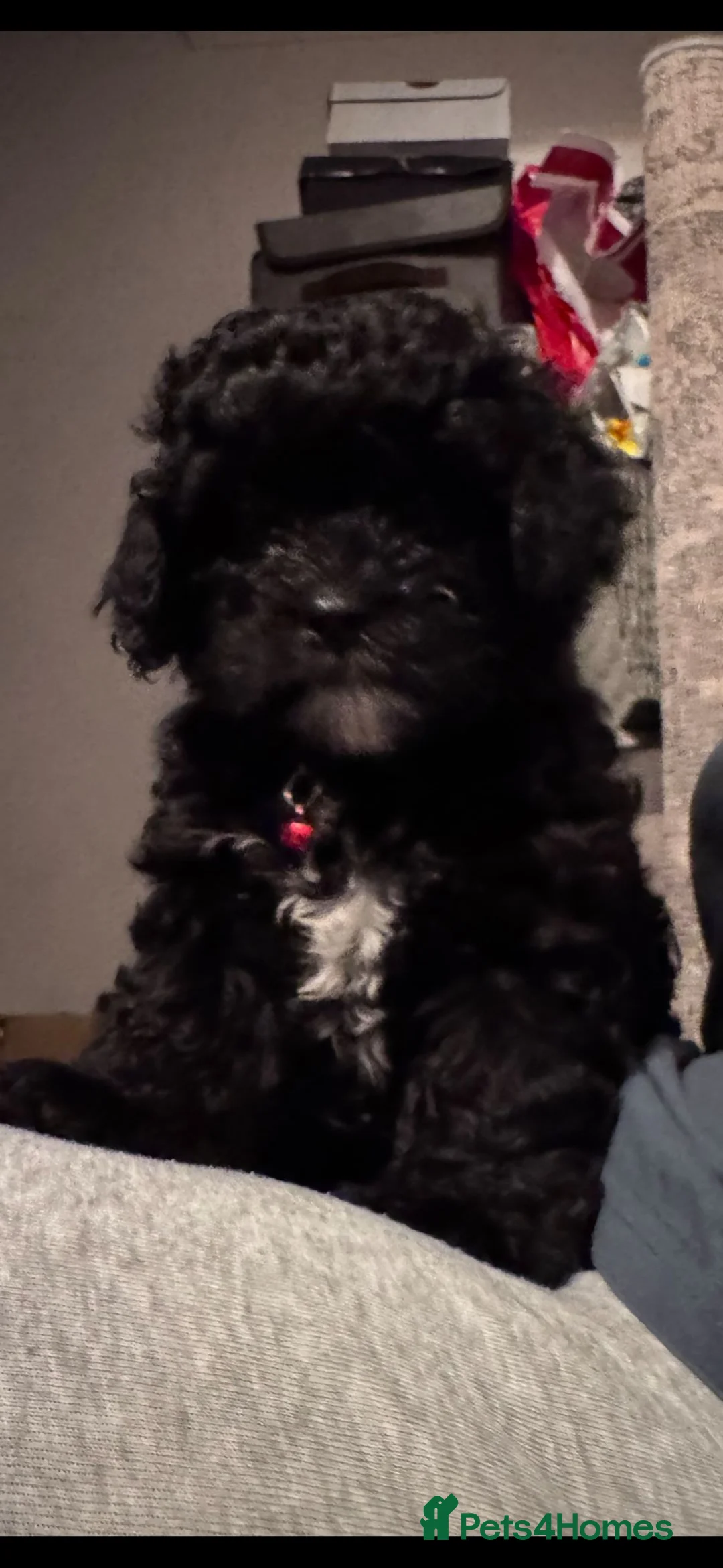 Shihpoo dogs for sale: Beautiful Shihpoo puppies in Wembley - Advert 8