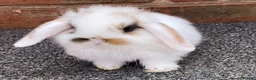 Mini Lop rabbits for sale: STINNING PURE BREED MINI LOPS AMAZING COLOURS - Advert 5