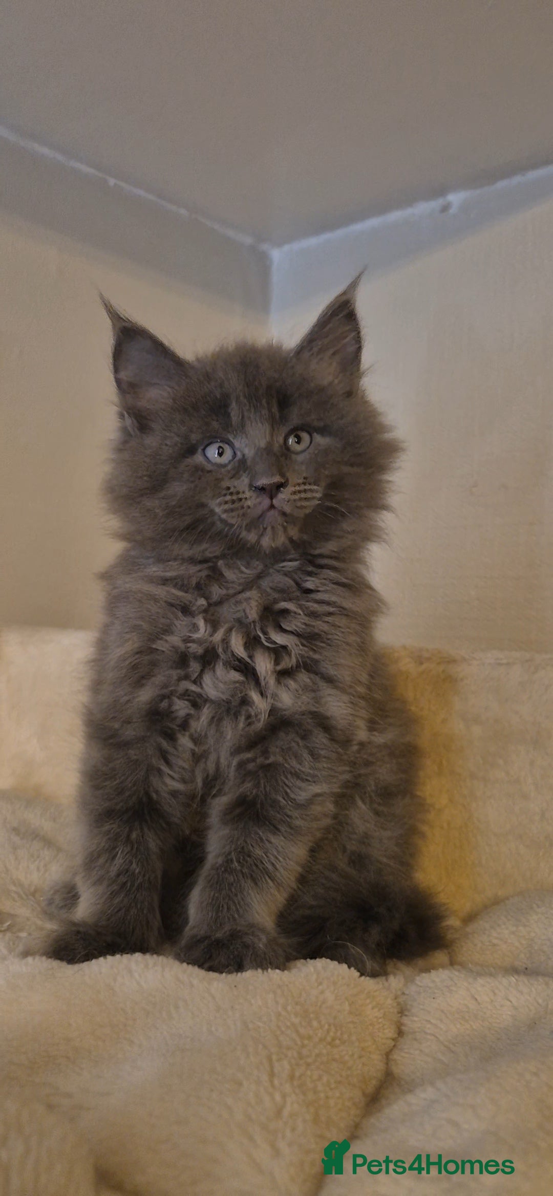 Maine Coon cats for sale: Friendly Maine coone mix baby's ready to go  - Advert 5