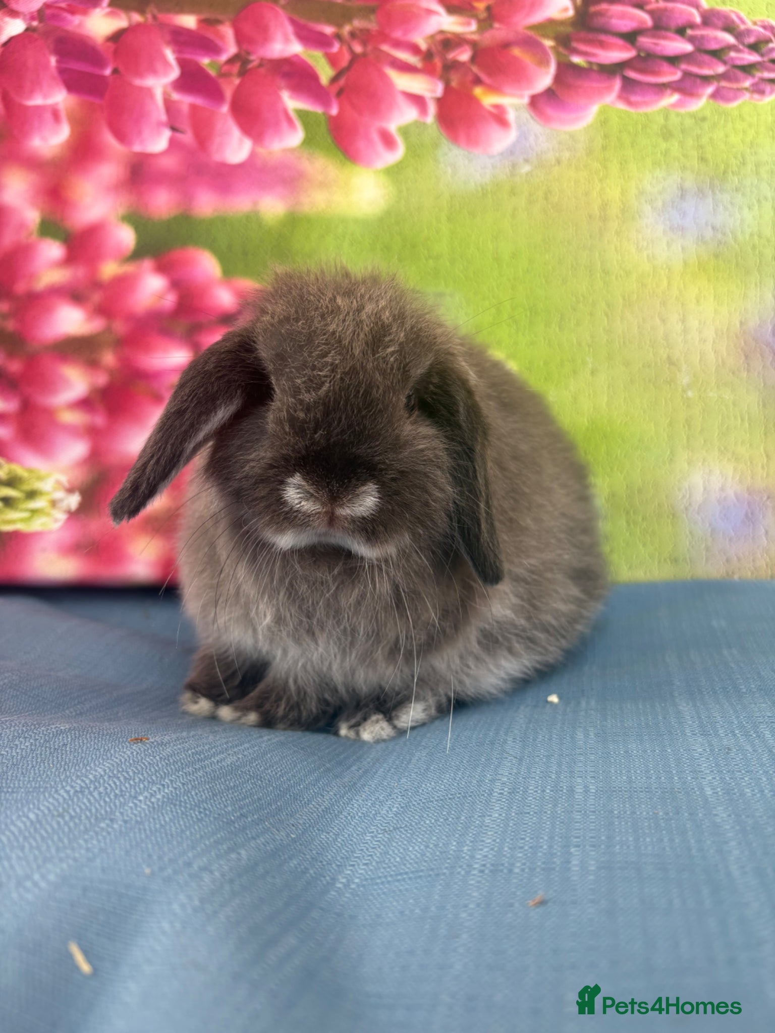 Mini Lop rabbits for sale: Mini lops - Advert 2
