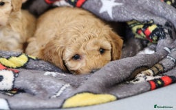 Cavapoochon dogs for sale: Cavapoochon puppies for sale - Advert 25
