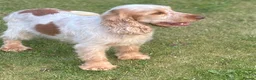 Cocker Spaniel dogs for sale: Beautiful litter of qauilty show type cockers  - Advert 18
