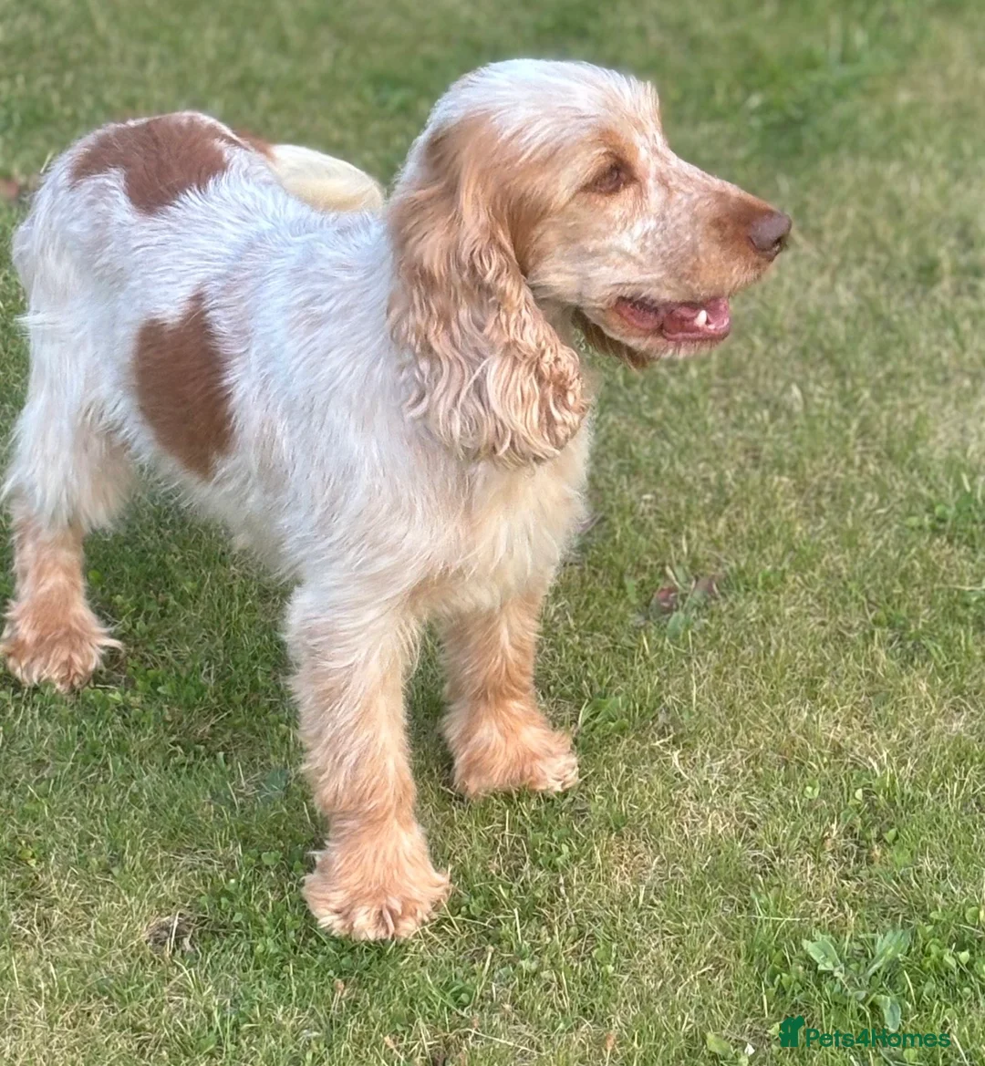 Cocker Spaniel dogs for sale: Beautiful litter of qauilty show type cockers  - Advert 18