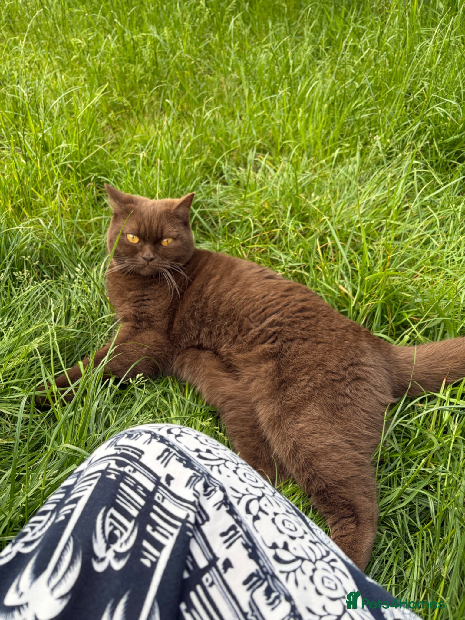 British Shorthair cats Beautiful cinnamon Cat, 2yr, Female, BSH - Advert 3