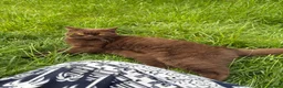 British Shorthair cats for sale: Beautiful cinnamon Cat, 2yr, Female, BSH - Advert 1