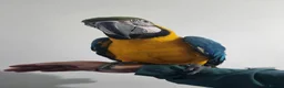Macaws birds for sale: Handreared silly tame macaws. - Advert 6