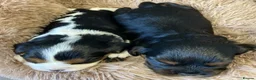 Cavalier King Charles Spaniel dogs for sale: 🐶 KC reg extensively health tested Cavalier 🐶  - Advert 9