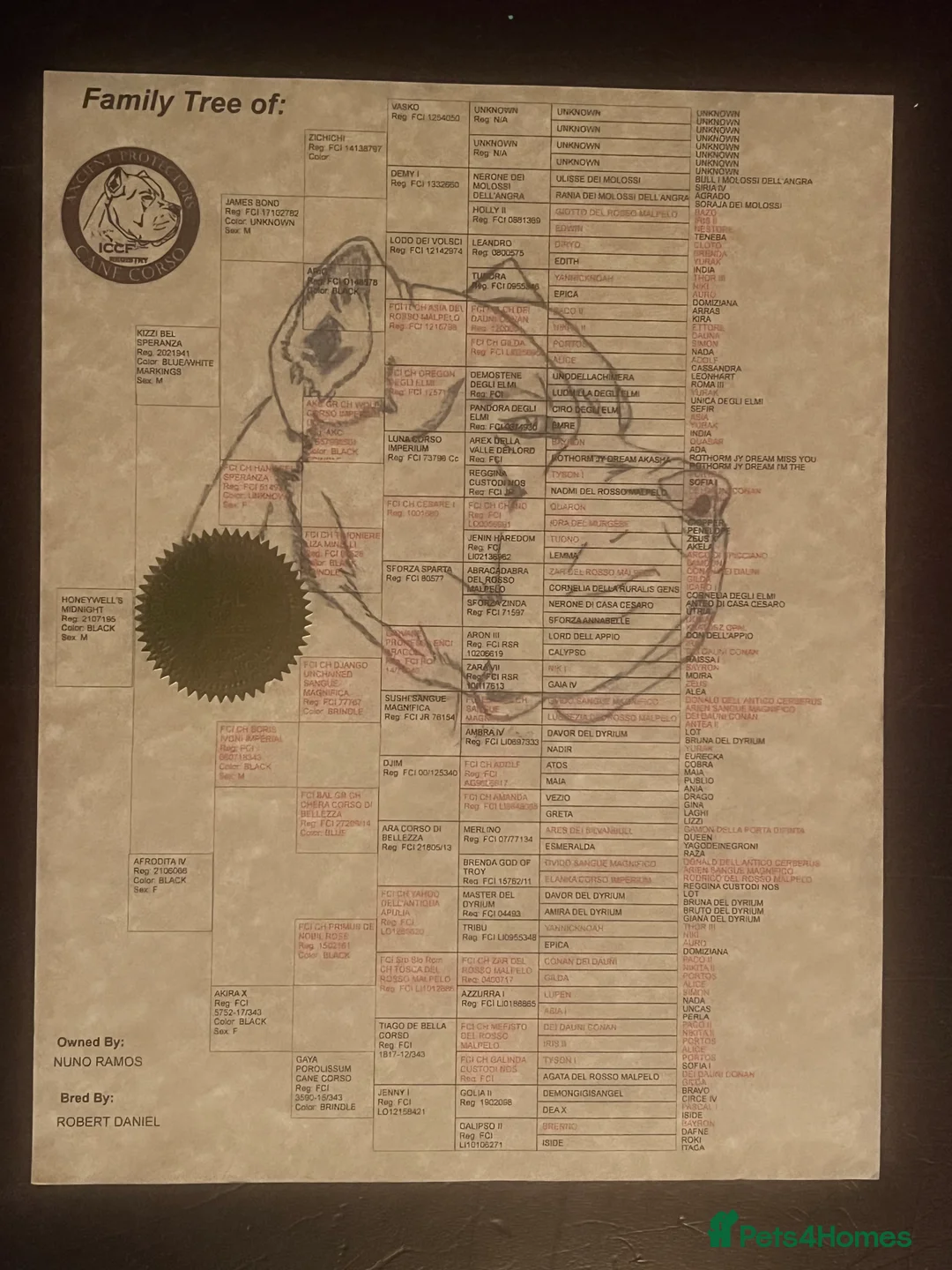 Cane Corso dogs for stud: Cane Corso stud with 8 generations pedigree, ICCF in Glasgow - Advert 14