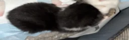 Mixed Breed cats for sale: Baybie  - Advert 2