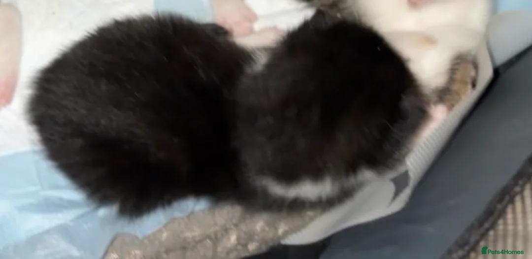 Mixed Breed cats for sale: Baybie  - Advert 2