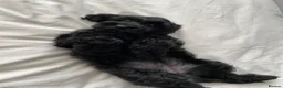 Cockapoo dogs for sale: Health tested, fully vaccinated, F1 Toy cockapoos - Advert 26