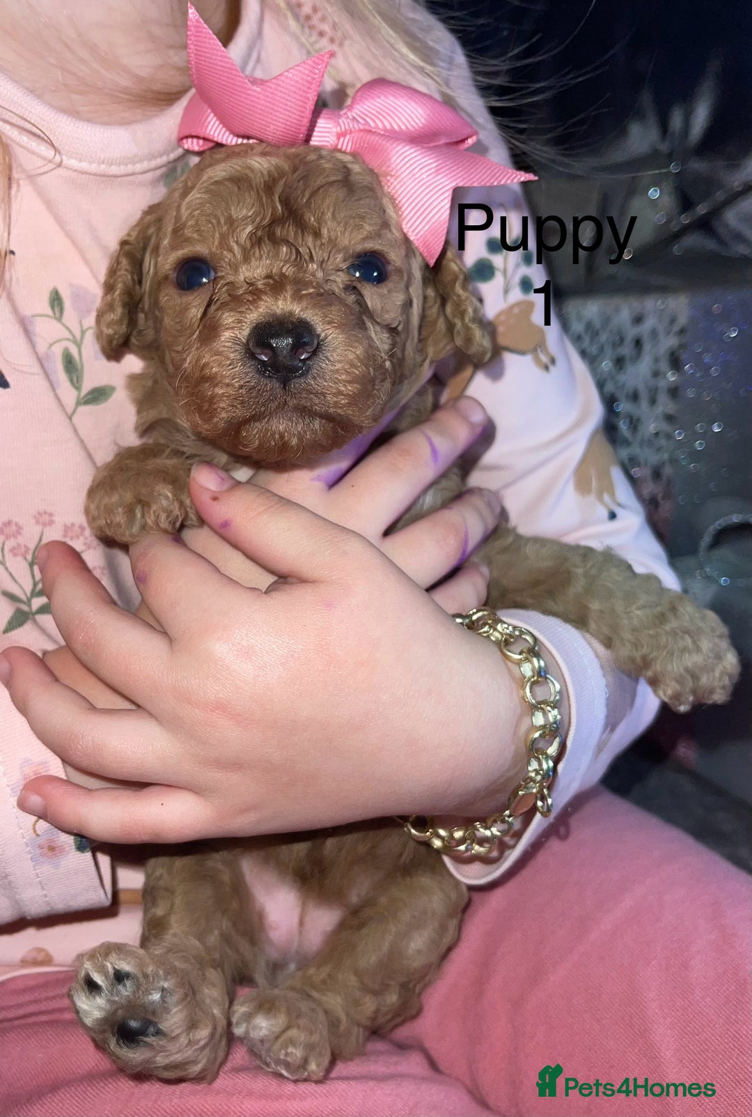 Cockapoo dogs for sale: Adorable 🐶 Cockapoo Pups 🐶 x6 Ready for new home - Advert 3