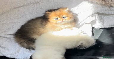 British Longhair cats - Advert 6