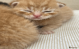 Mixed Breed cats for sale: 4Adorable Domestic Longhair Kittens-ready late Sep - Image 2
