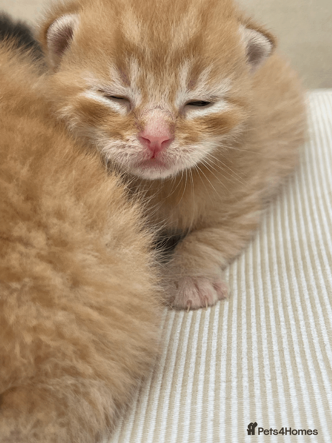 Mixed Breed cats for sale: 4Adorable Domestic Longhair Kittens-ready late Sep - Image 2