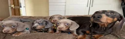 Miniature Dachshund dogs for sale: Beautiful Mini Dachshund Puppies - READY SOON ! in Paignton - Advert 5