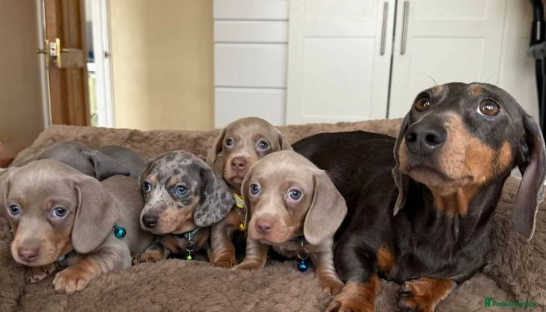 Miniature Dachshund dogs for sale: Beautiful Mini Dachshund Puppies - READY SOON ! in Paignton - Advert 5