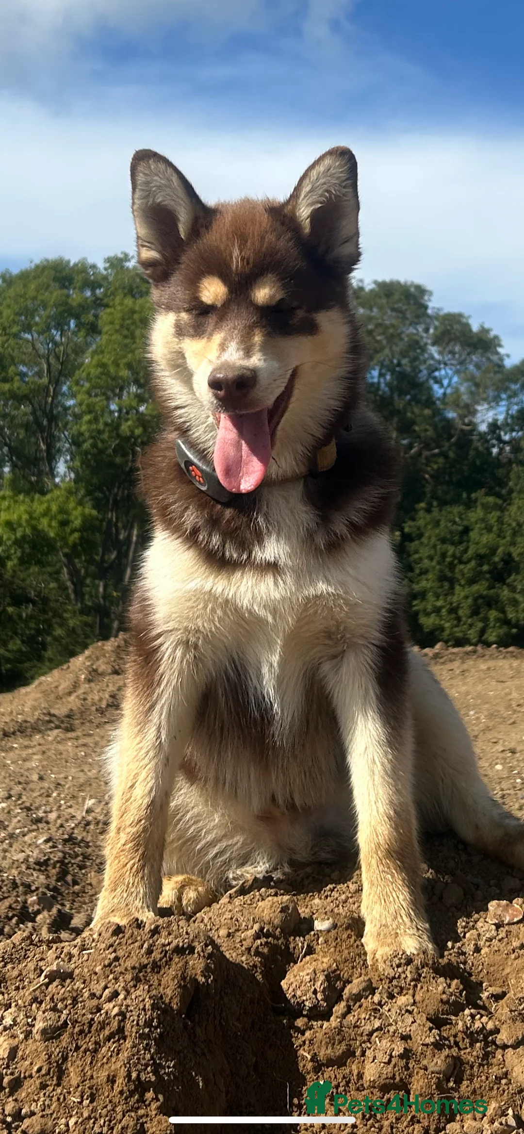 Pomsky dogs for stud: Pomsky Stud Dog – Brown with One Blue Eye in Brentwood - Advert 2