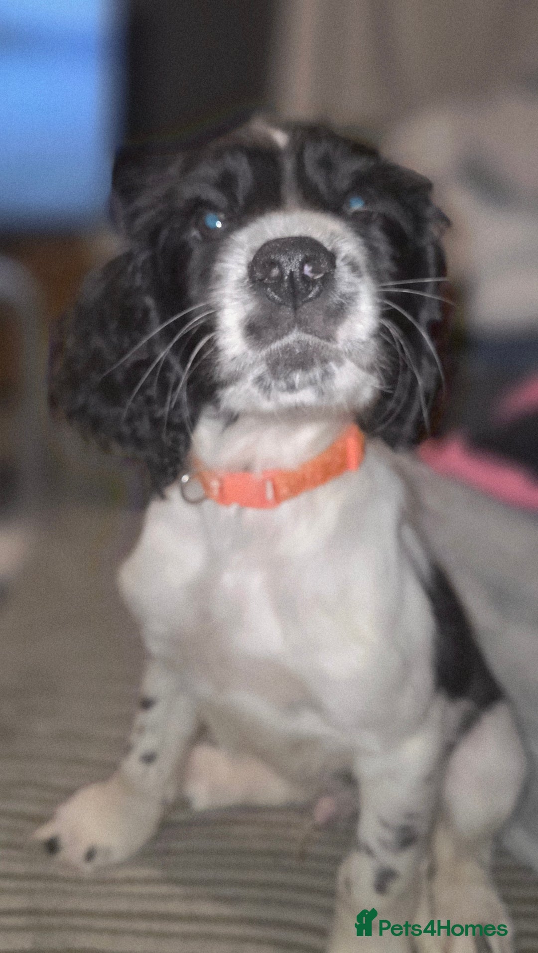 Sprocker dogs for sale: Sprocker pup - Advert 4