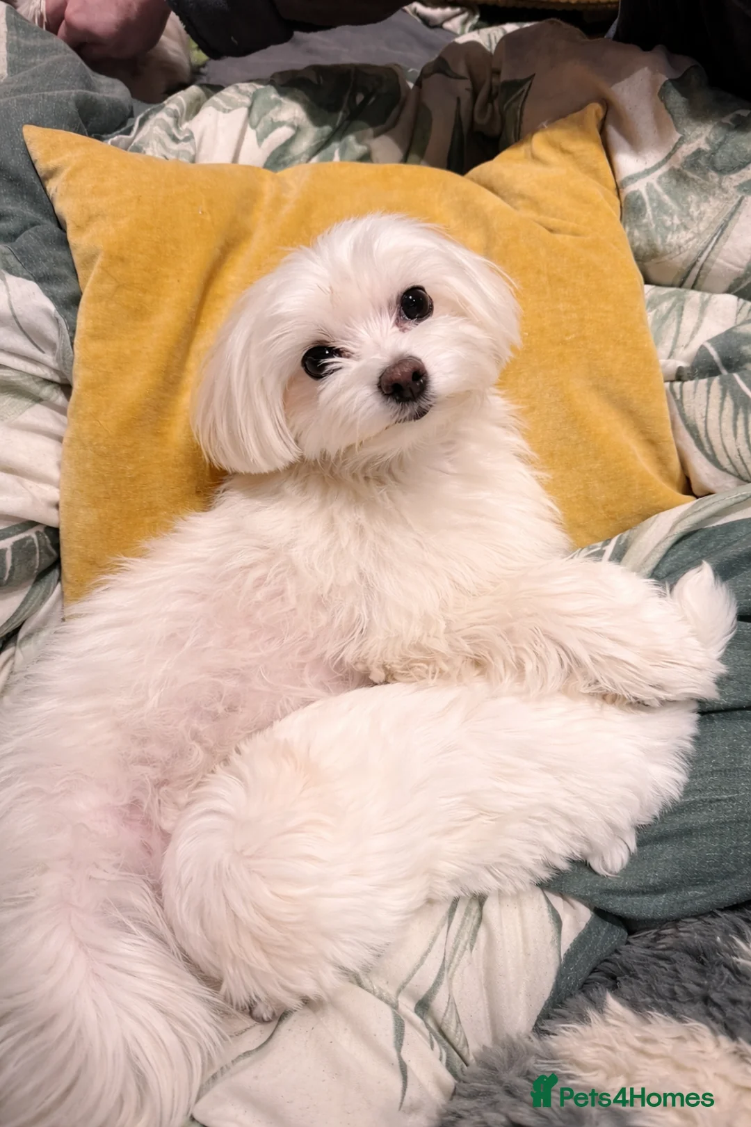 Maltese dogs for sale: Beautiful Maltese boy available for sale :) - Advert 5