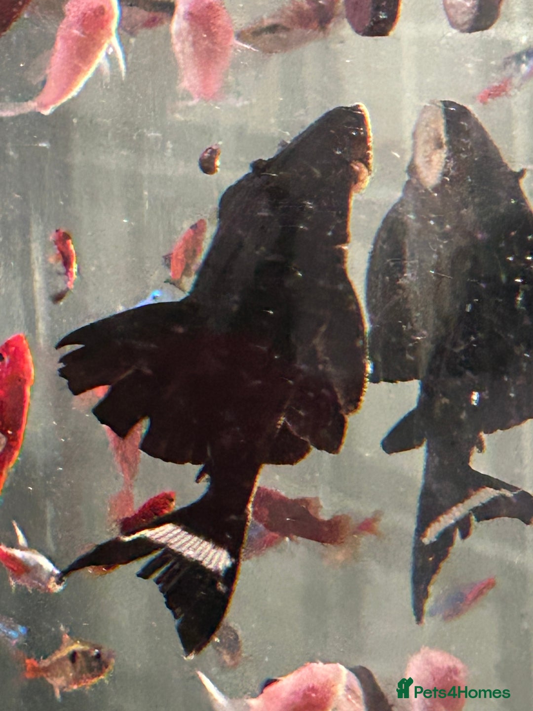 Sharks fish for sale: Tropical fish tank  - Image 3