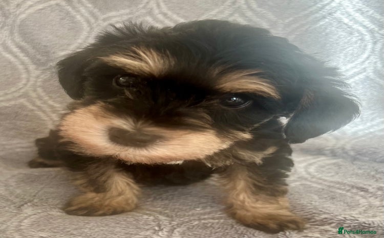 Mixed Breed dogs 🐾🐶Adorable and very cute Cavaschnauzer 🐶🐾 - Advert 3