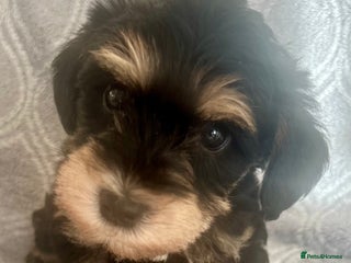 Mixed Breed dogs 🐾🐶Adorable and very cute Cavaschnauzer 🐶🐾 - Advert 11